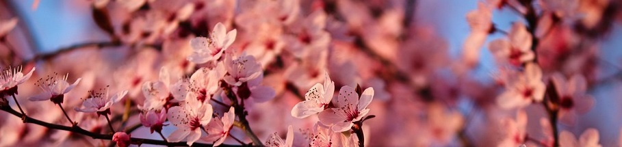 桜花爛漫